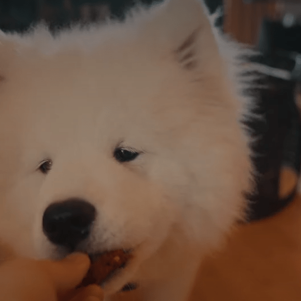 Hundekekse aus Trester